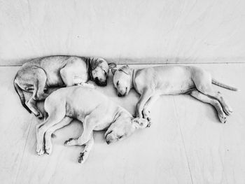 Dog / puppies sleeping on floor