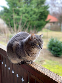 Close-up of a cat looking away