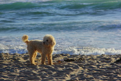 Dog running on beach