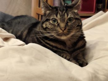 Close-up portrait of cat sitting on bed at home