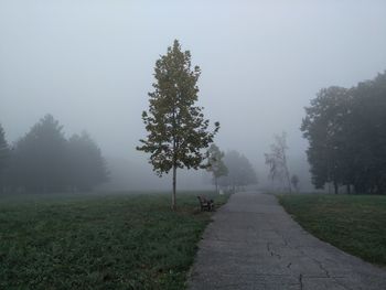 Fog in the park.