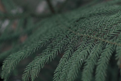 Full frame shot of leaf