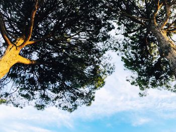 Low angle view of tree against sky
