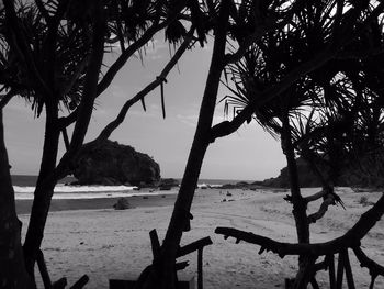 Trees on beach against sky