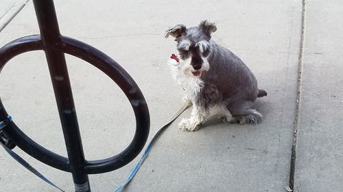 Dog yawning