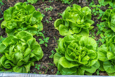 High angle view of fresh green plants in garden