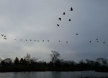 Flock of birds flying against sky