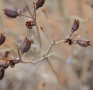 Close-up of plant on twig