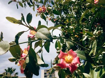 Close-up of flowers blooming on tree