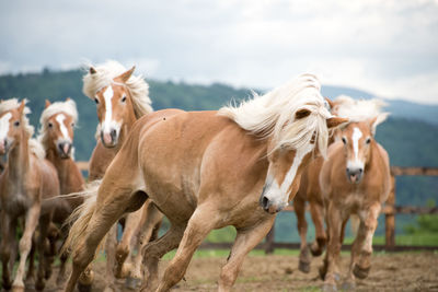 Horses running on field against cloudy sky