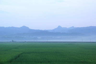 Scenic view of agricultural field against sky