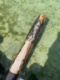High angle view of log on shore