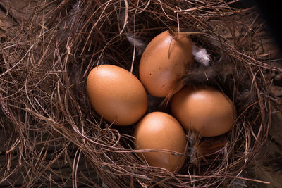 High angle view of eggs in nest