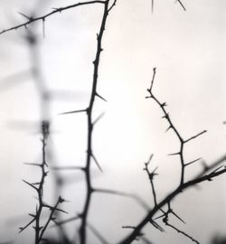 Close-up of plant against blurred background