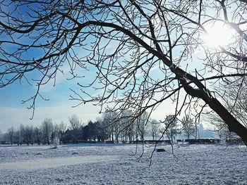 Bare trees on landscape