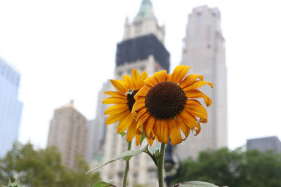 Sunflower in park against buildings