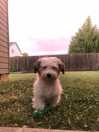 Portrait of dog on field against sky