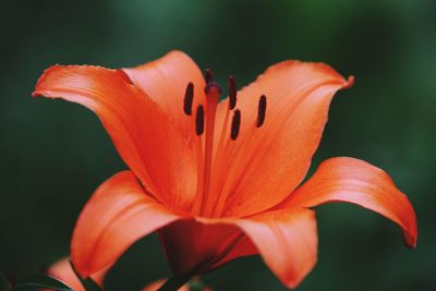 Close-up of orange lily