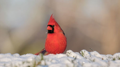 Close-up of bird perching on snow