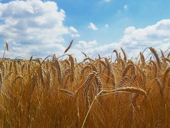 Close-up of wheat growing on field against sky