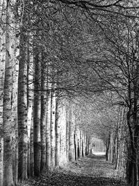 Bare trees in forest