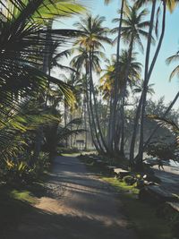 Footpath amidst palm trees against sky