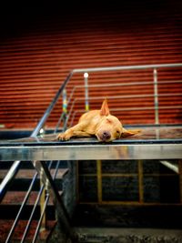 View of a dog lying down