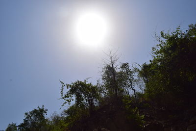 Low angle view of trees against clear sky