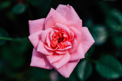 Close-up of pink rose