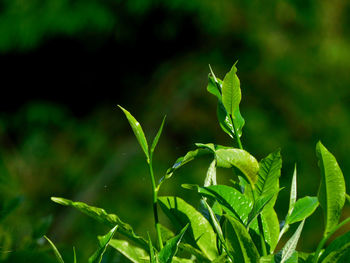 green