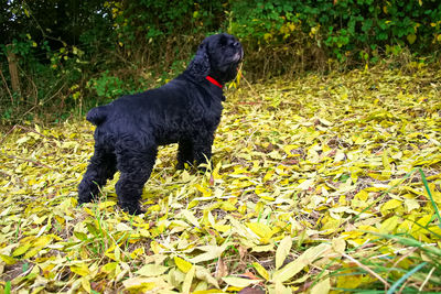 Black dog on field