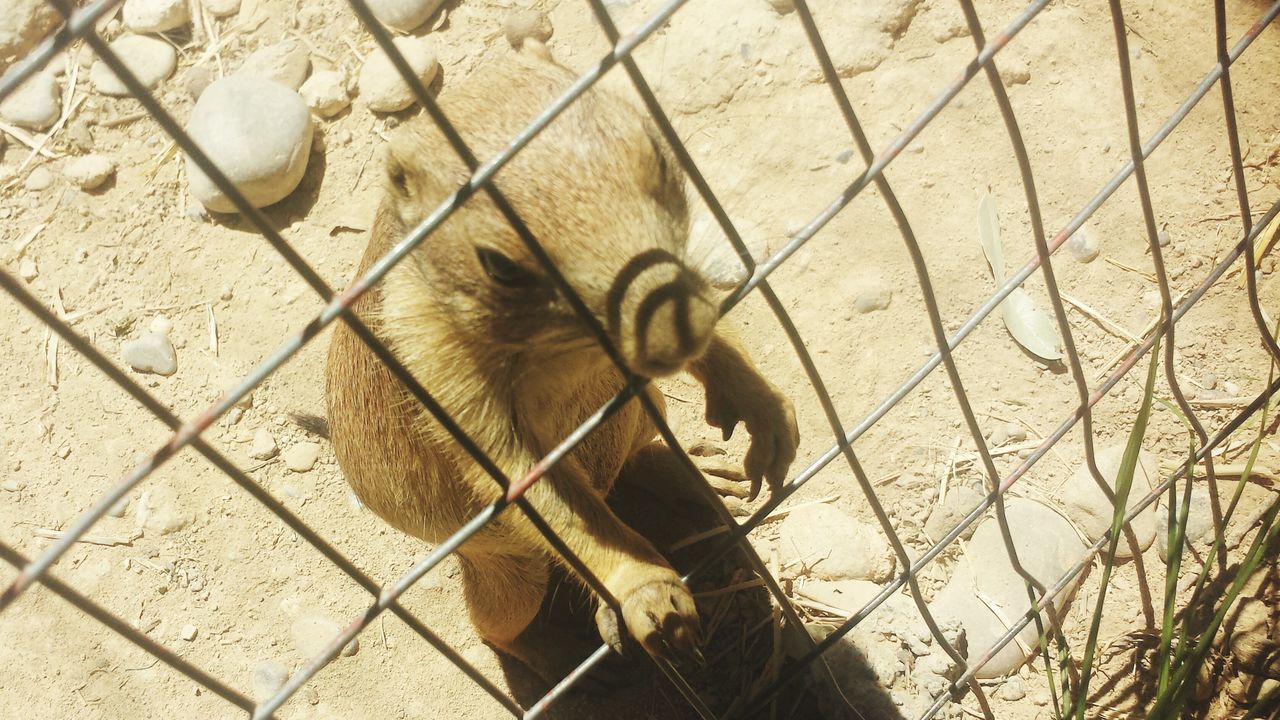 animal themes, high angle view, one animal, metal, outdoors, day, no people, art and craft, sunlight, wall - building feature, close-up, built structure, art, mammal, creativity, architecture, sculpture, building exterior, pattern, chainlink fence