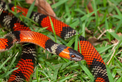 False coral snake oxyrhopus guibei