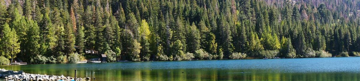 Scenic view of lake in forest