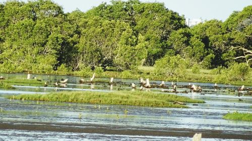 View of birds in lake