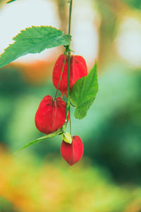 Close-up of red berries on plant