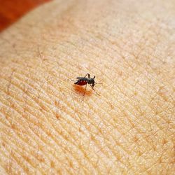 Close-up of insect on hand