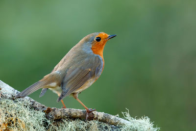 Close-up of bird perching on a plant