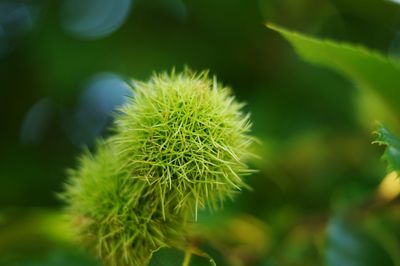 Close-up of plant against blurred background