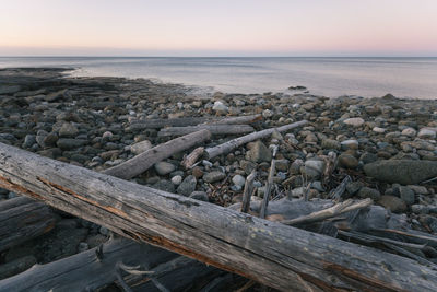 Driftwood on rocky coast