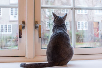 Cat looking through window