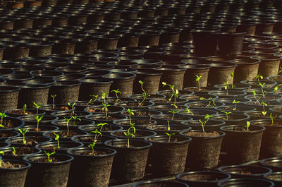 Row of potted plants outside building