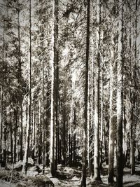 Trees in forest