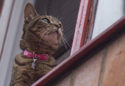 Close-up of a cat looking away