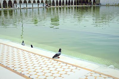 High angle view of people swimming in pool