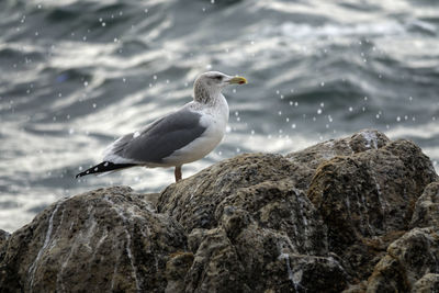 Seagull perching on rock formation by sea
