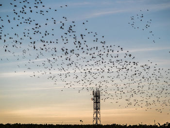 Low angle view of birds flying in sky