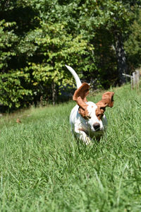 Dog on field