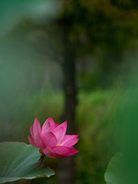 Close-up of pink water lily