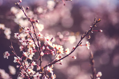 Close-up of cherry blossom tree